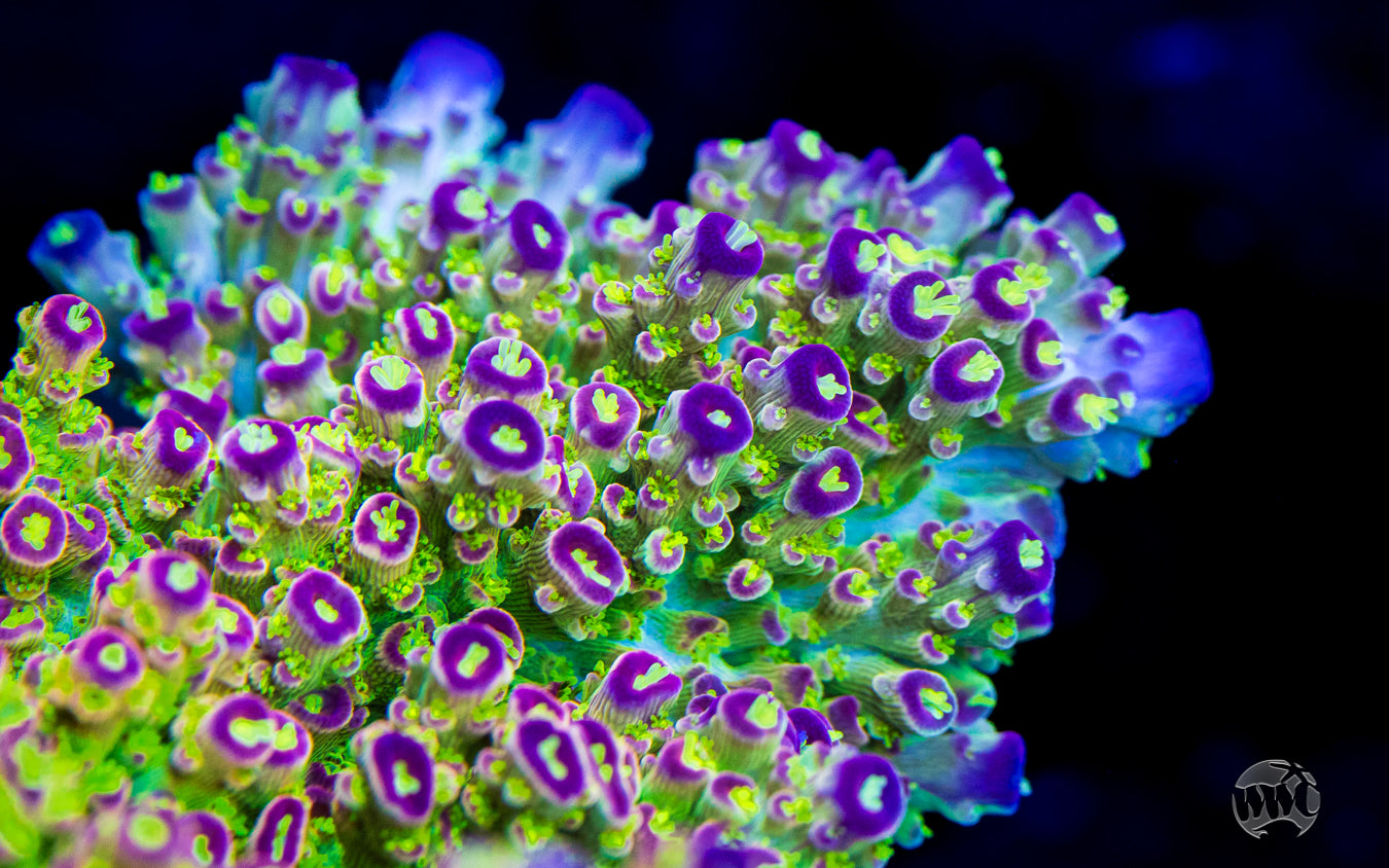 WWC Captain Caveman Acropora