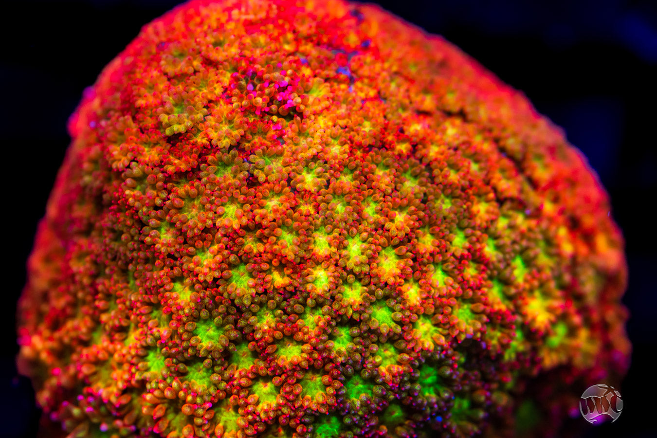 WWC Captain Crunch Micro Goniopora Coral