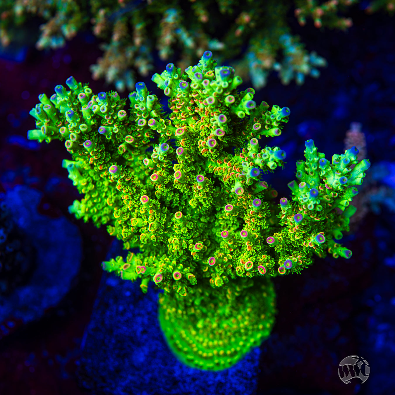 WWC Cash Me Outside Tenuis Acropora