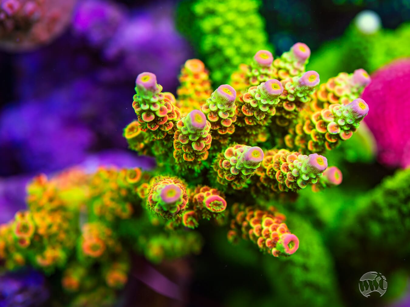 WWC Cash Me Outside Tenuis Acropora - Mother Colony Photo