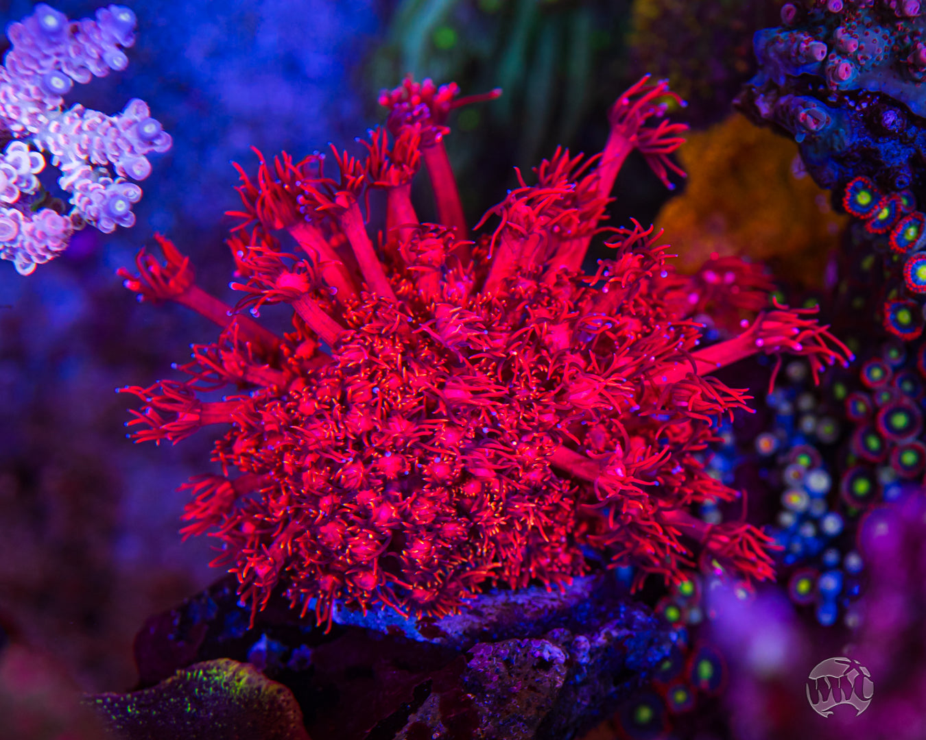 redcoral様 Red And Blue Goniopora Coral WYSIWYG - SAQ Coral Farm