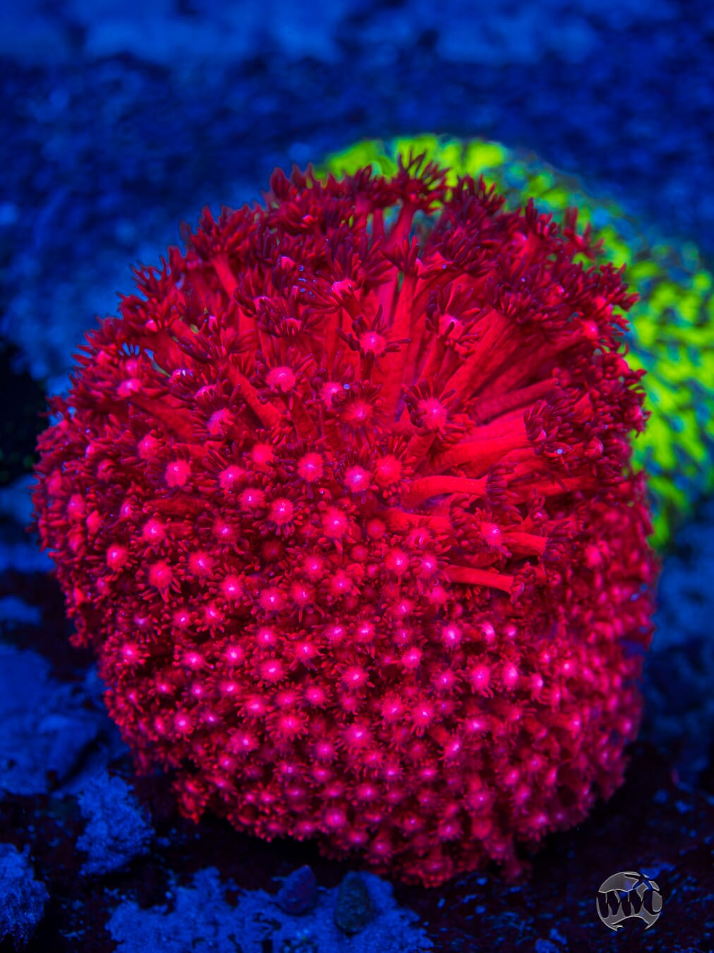 WWC Cherry Red Goniopora - Mother Colony