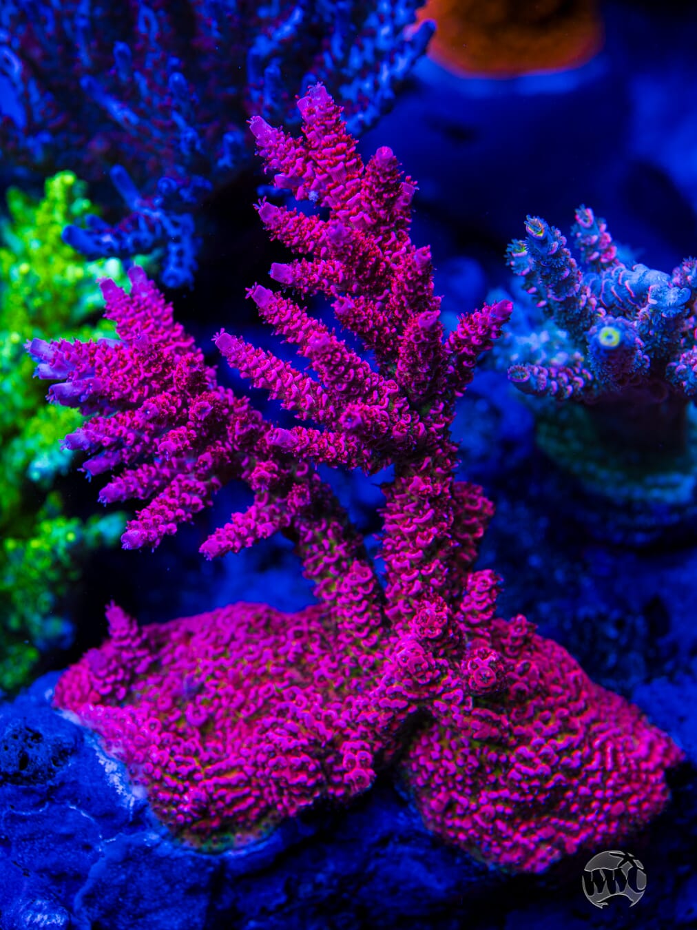 WWC Christmas Mirabilis Acropora - Mother Colony Photo