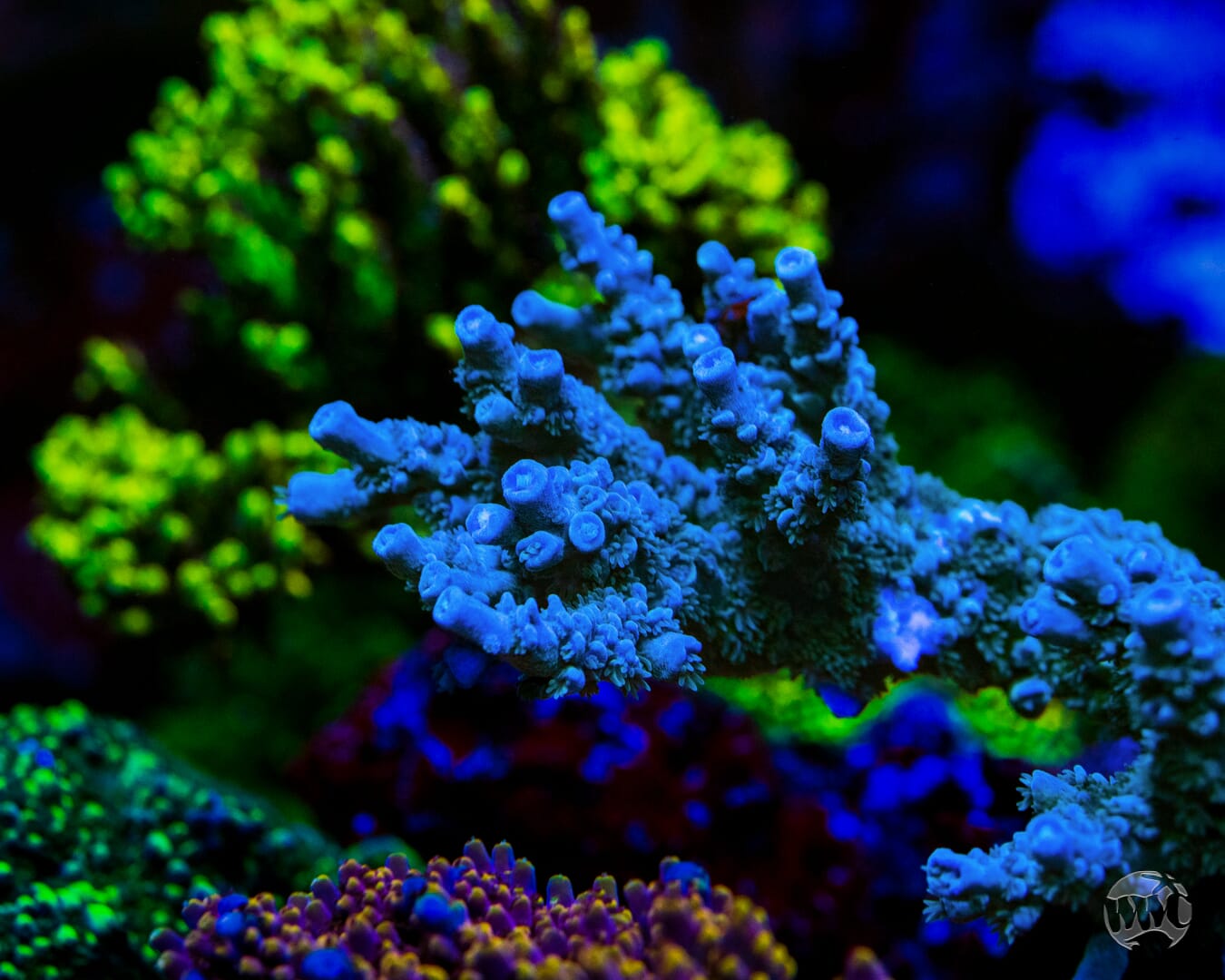 WWC Cobalt Tenuis Acropora - Mother Colony Photo