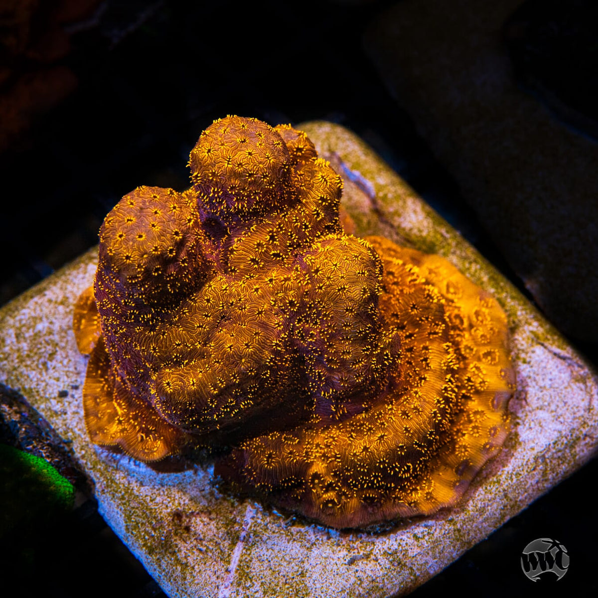 WWC Copper Pavona - Mother Colony