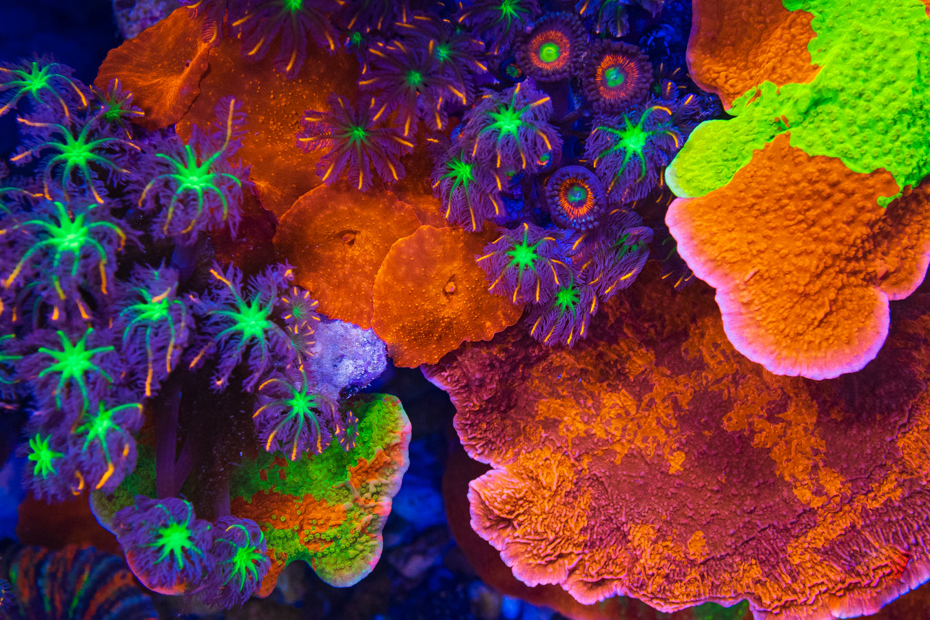 Reef and for your Fish Buy Supplies, Corals, Inverts