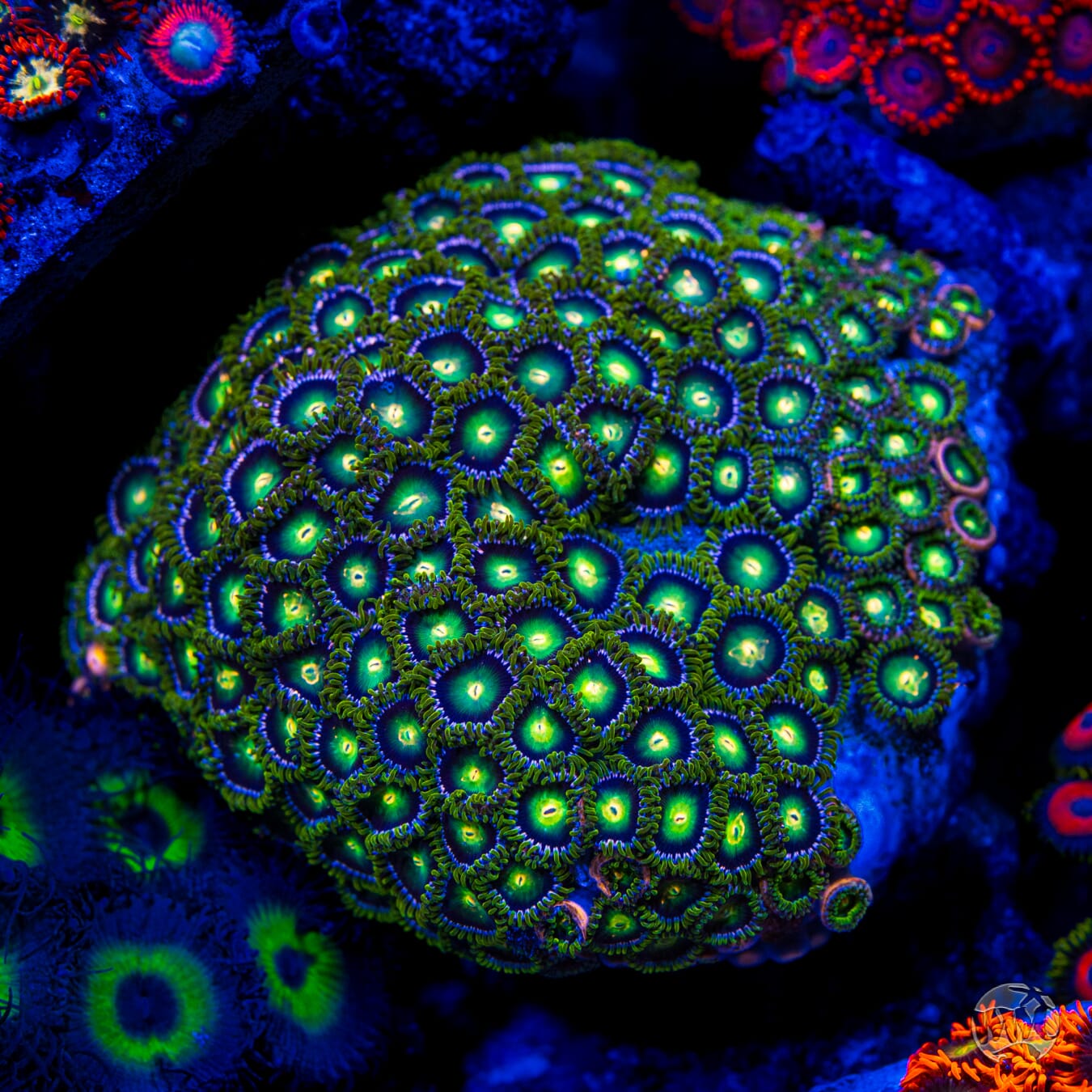 WWC Cosmic Dragoneye Zoanthids - Mother Colony Photo