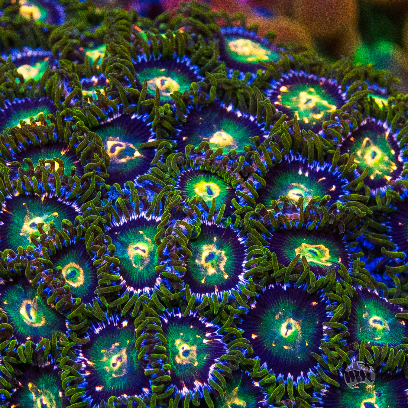 WWC Cosmic Dragon Eye Zoanthids
