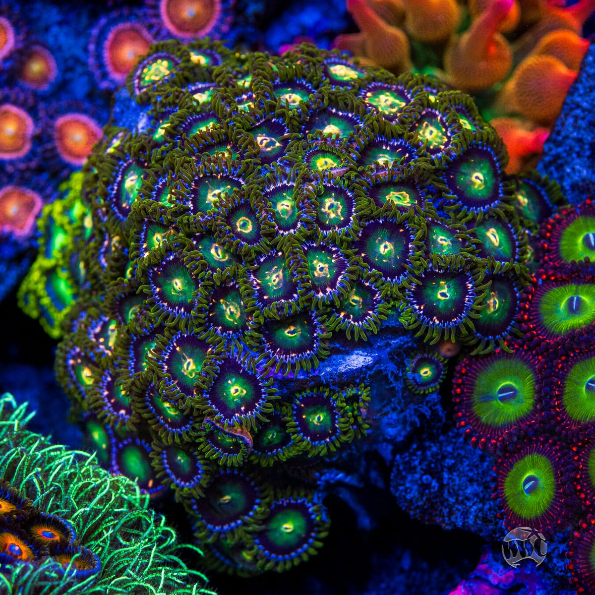 WWC Cosmic Dragon Eye Zoanthids - Mother Colony Photo