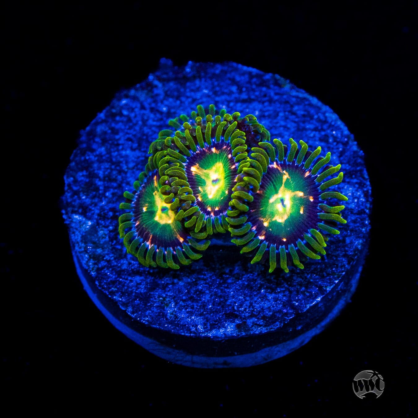 WWC Cosmic Dragon Eye Zoanthids