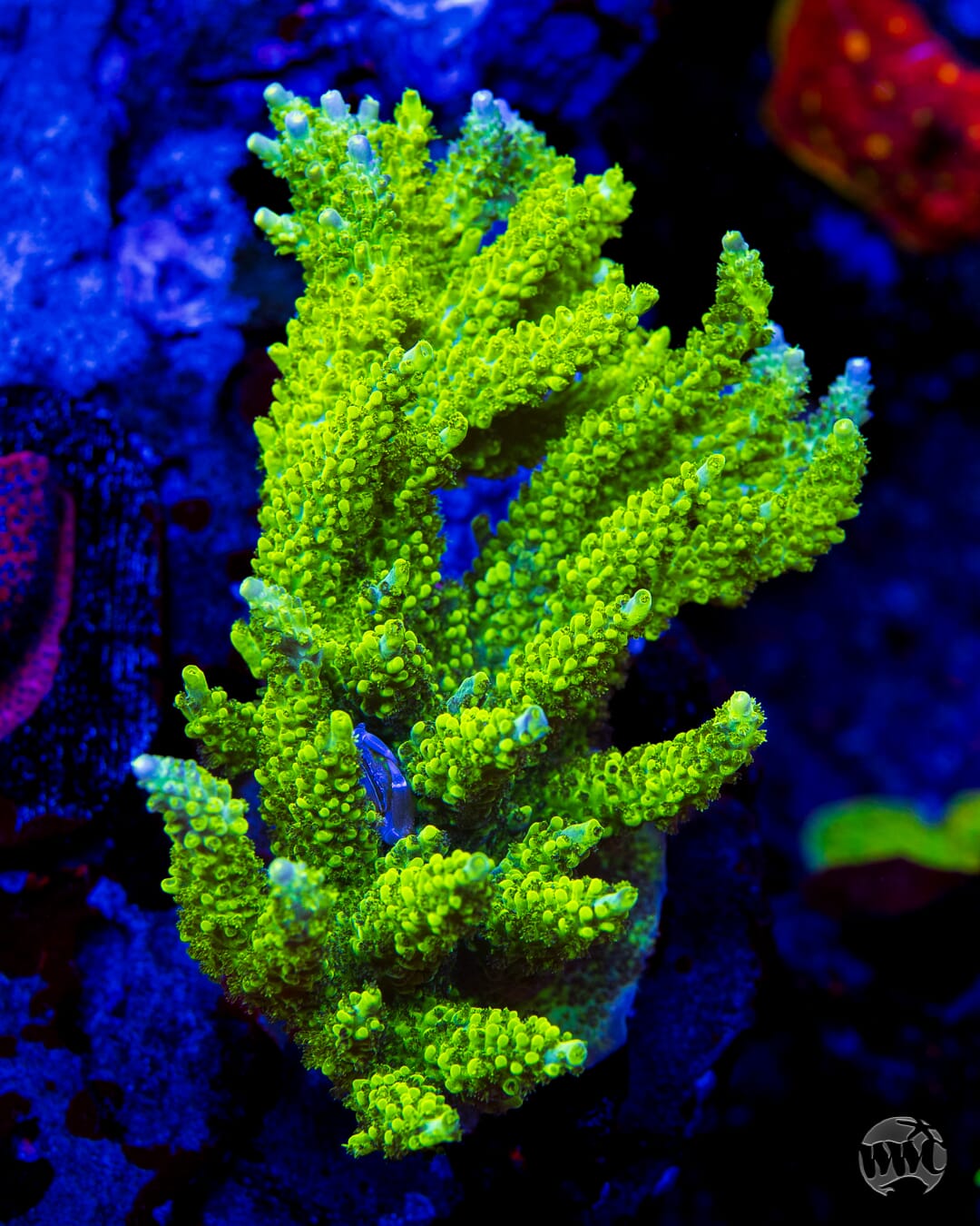 WWC Cowabunga Acropora - Mother Colony Photo