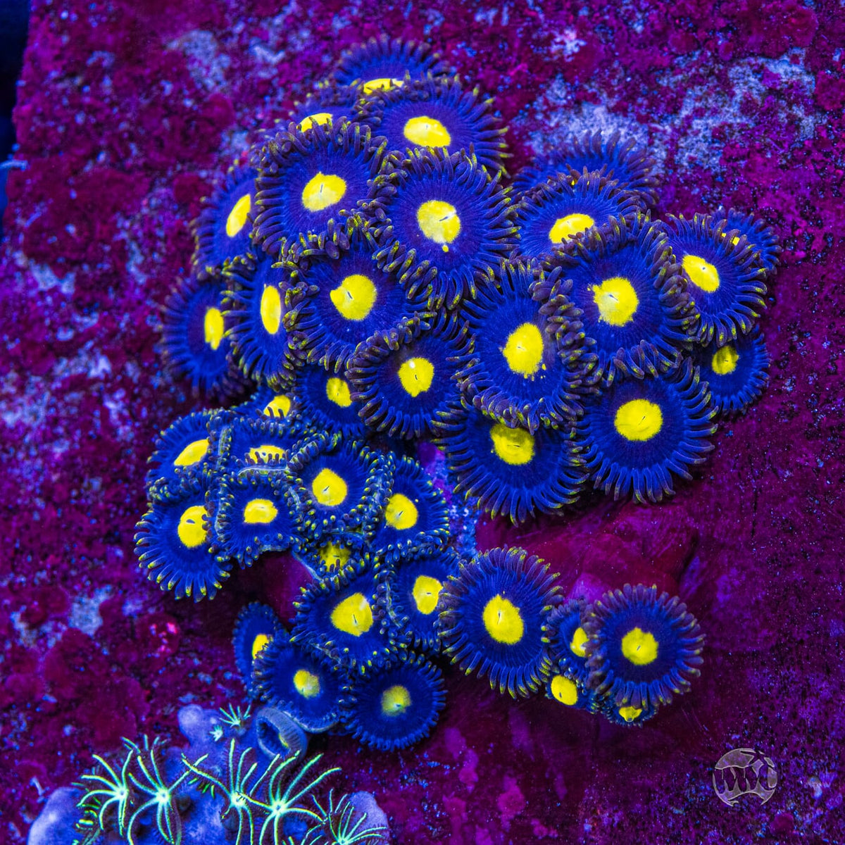WWC Crazy Kimchi Zoanthids - Mother Colony