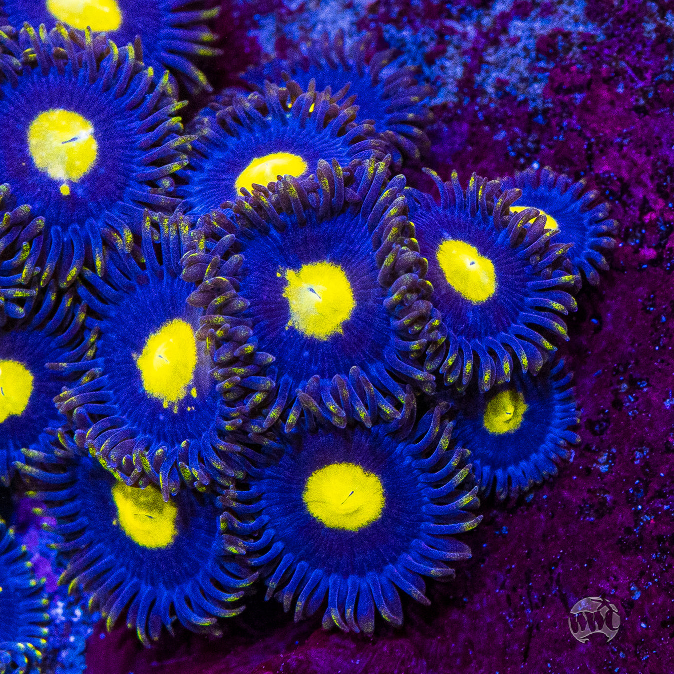 WWC Crazy Kimchi Zoanthids