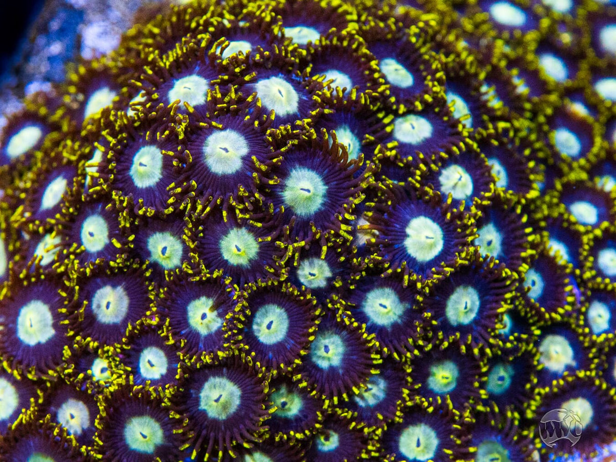 WWC Crown Royal Zoanthids - Mother Colony Photo