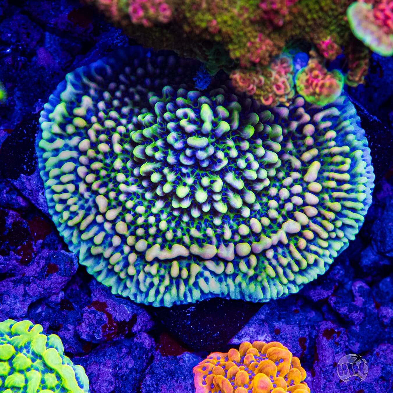 WWC Dark Portal Montipora Coral