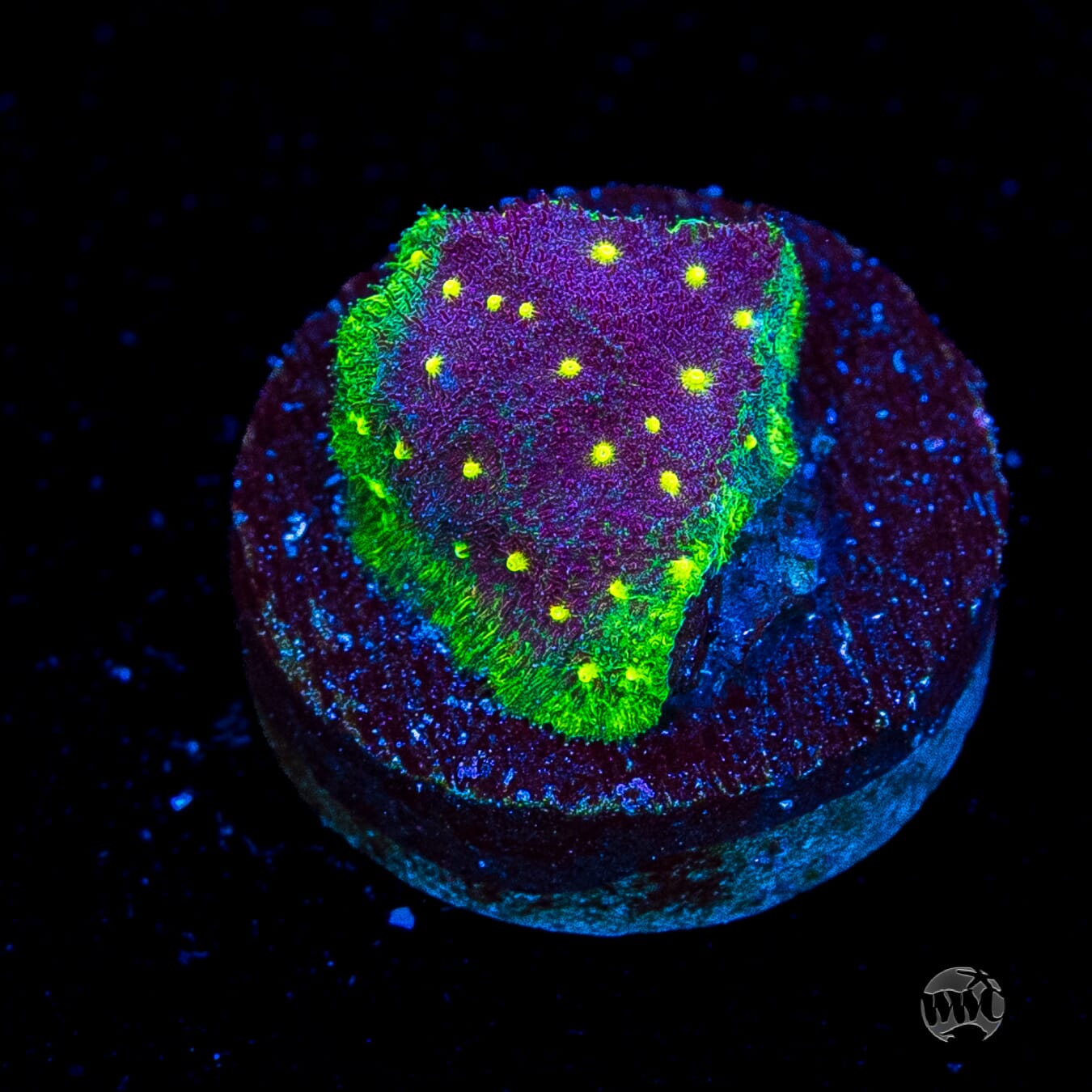 WWC Deep Space Psammocora Coral