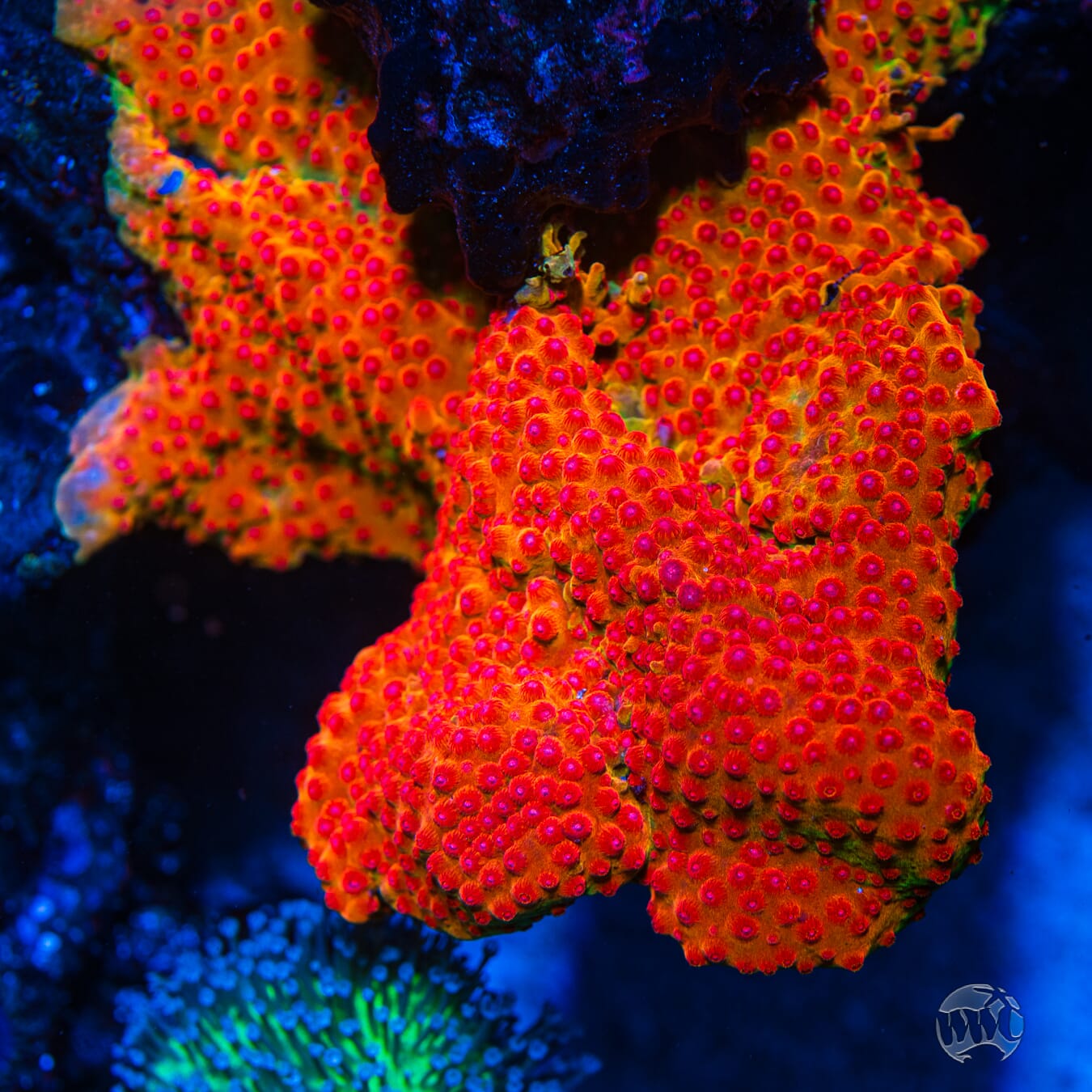 WWC Defcon Cyphastrea - Mother Colony Photo