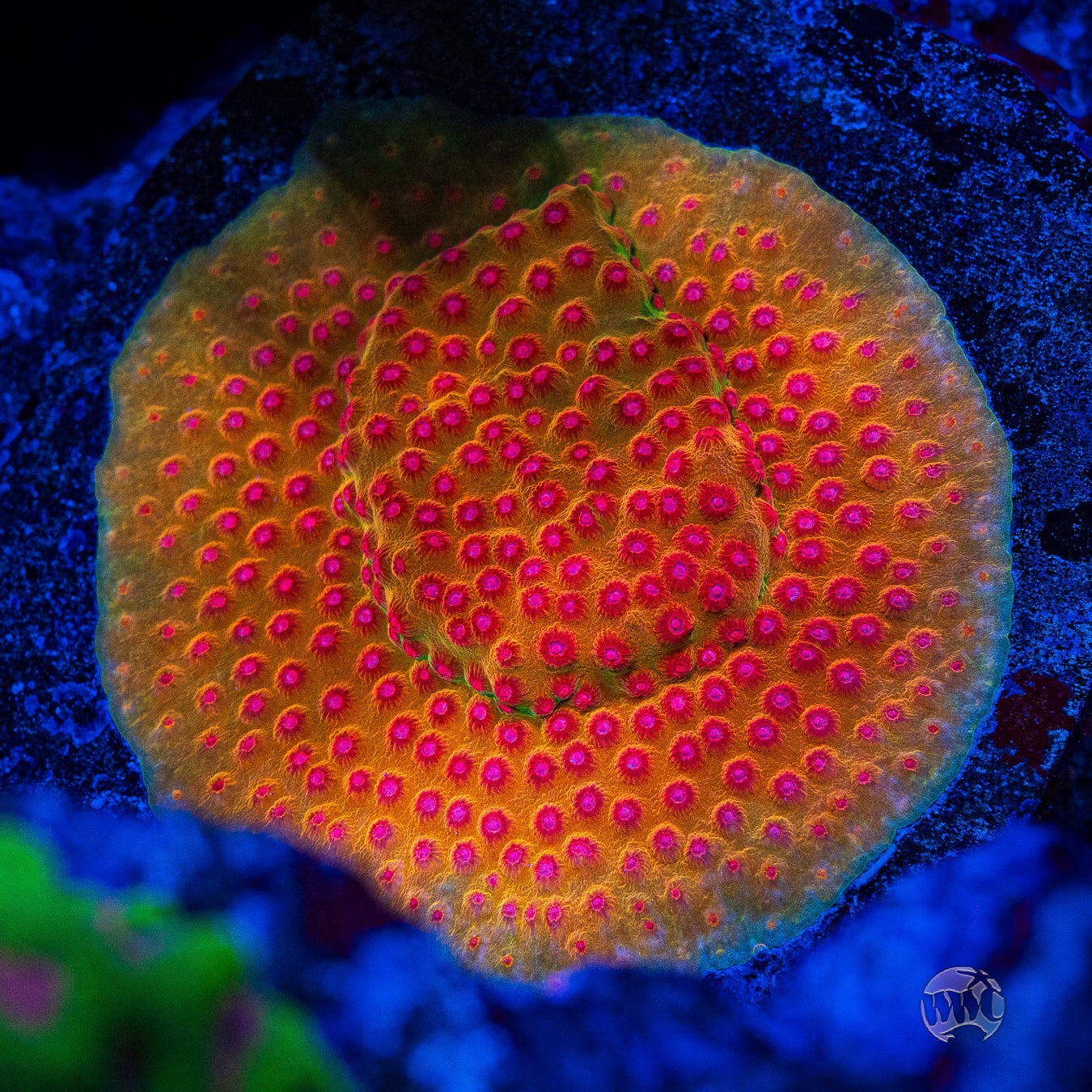 WWC Defcon Cyphastrea Coral