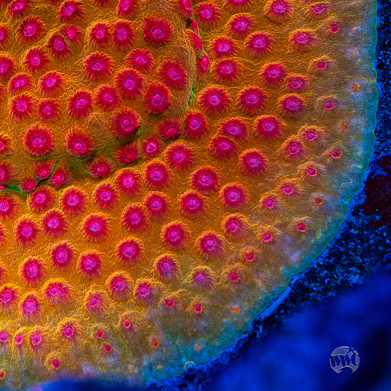 WWC Defcon Cyphastrea Coral