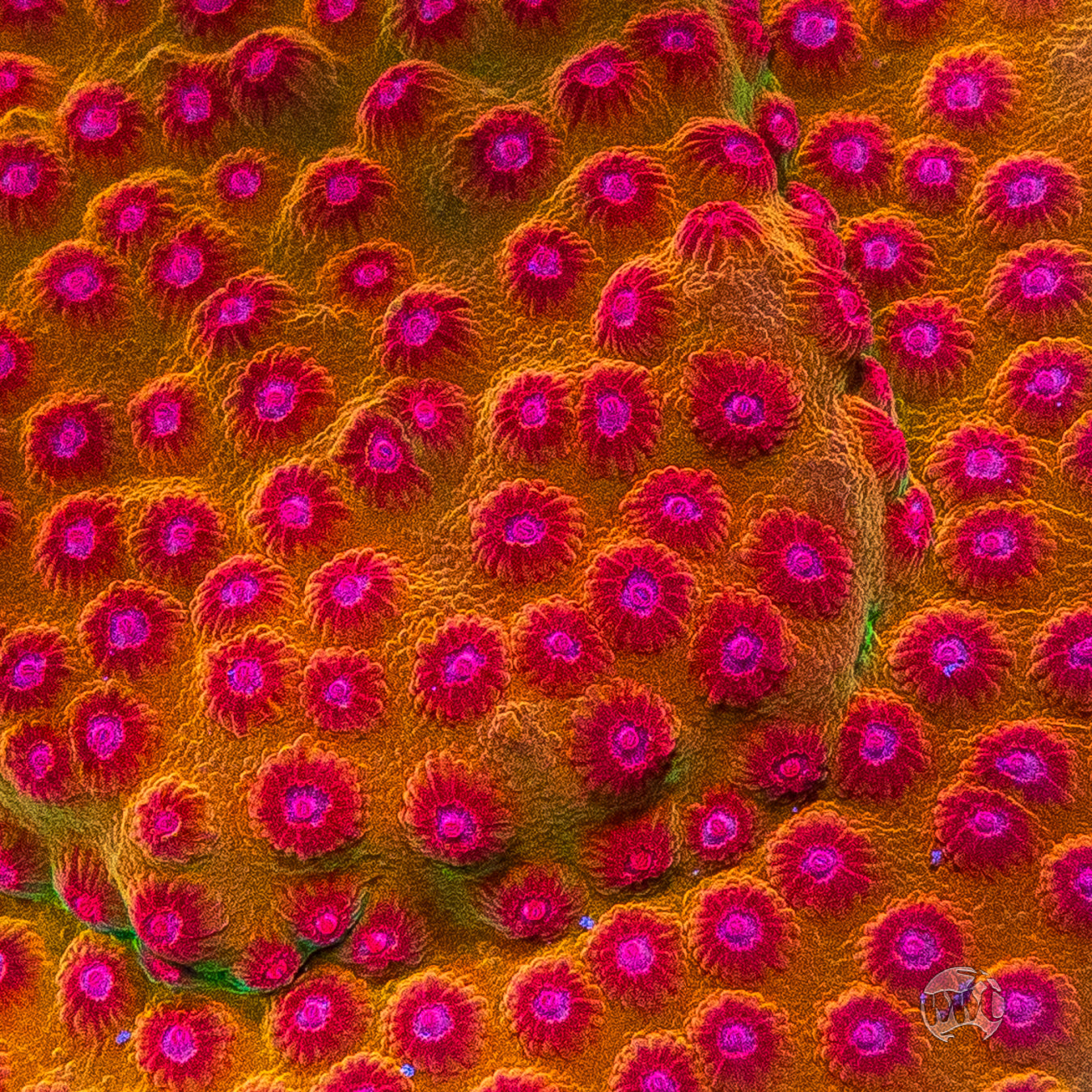 WWC Defcon Cyphastrea Coral