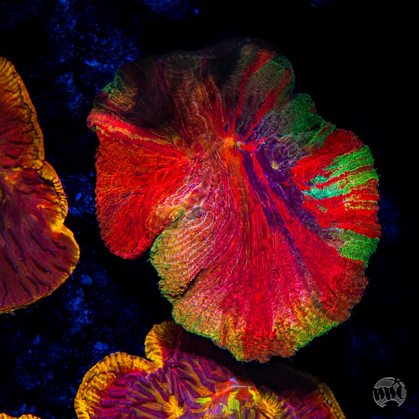 WWC Diablo Diaseris Plate - Mother Colony