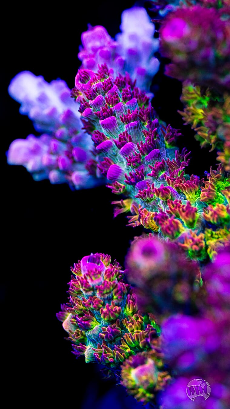 WWC Dirty Love Dreams Acropora - Mother Colony