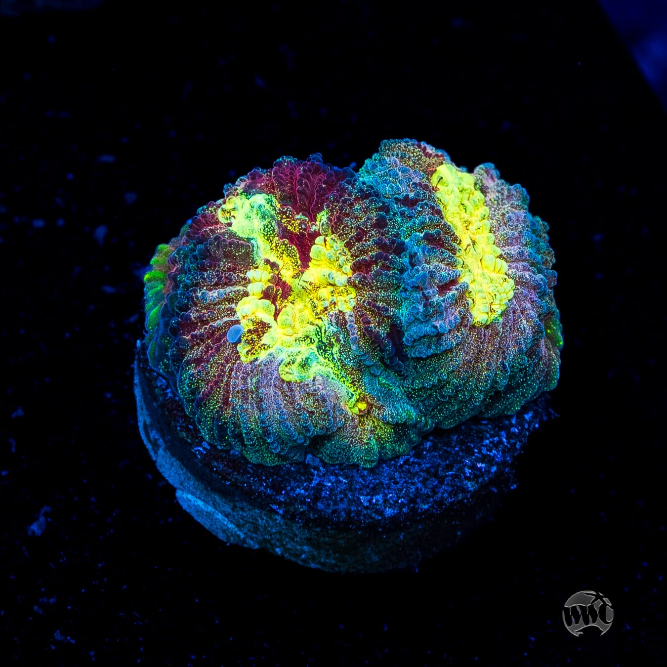 WWC Diversity Favia Coral