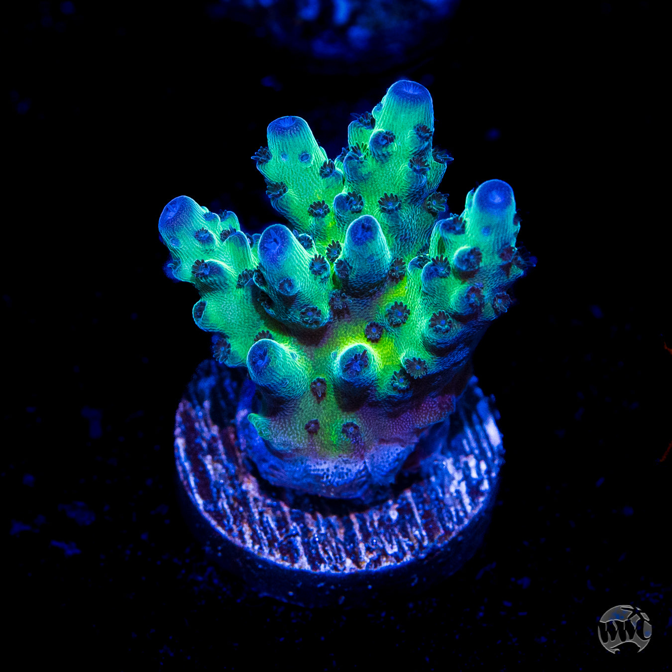 WWC Dolla Tree Acropora