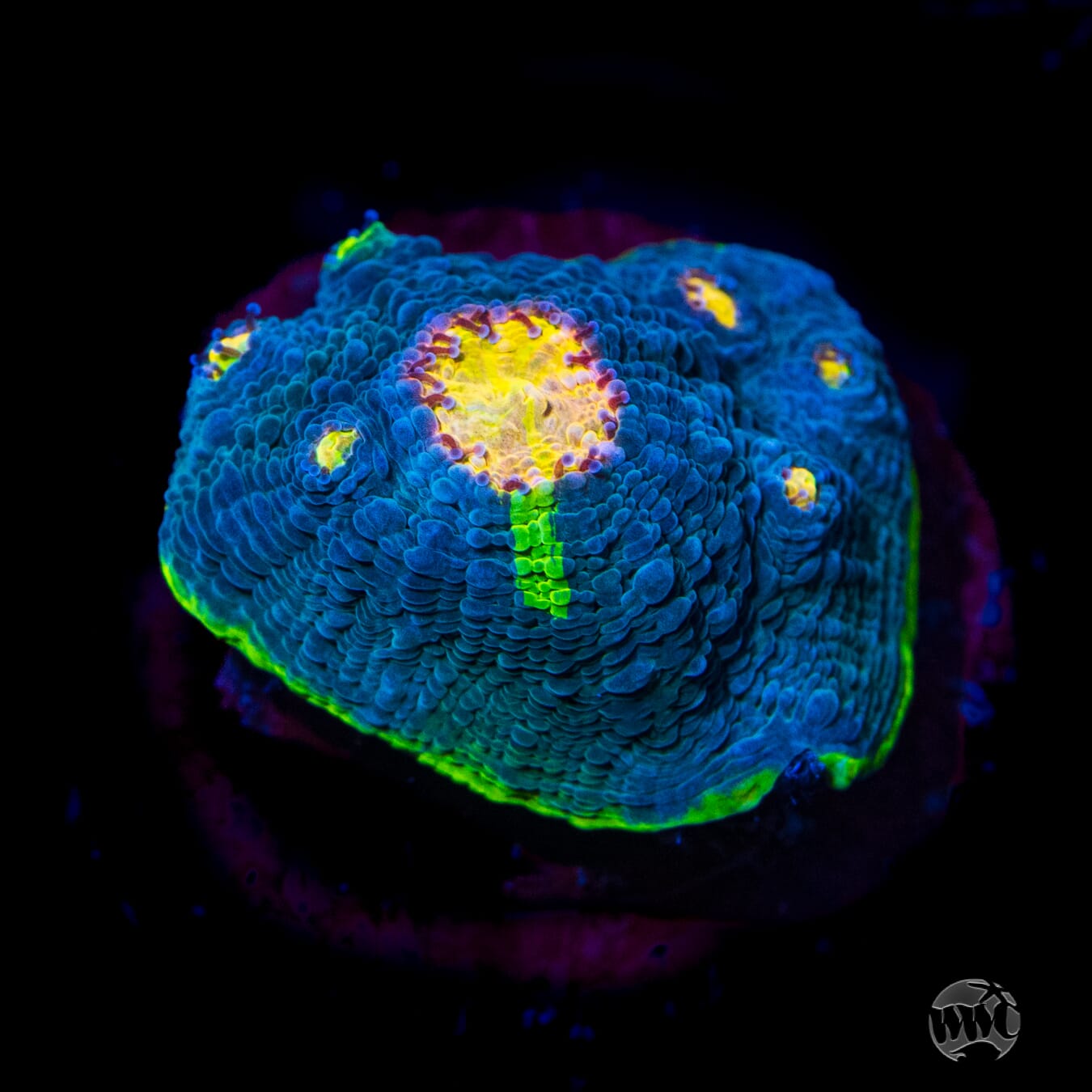 WWC Dr Doom Chalice Coral