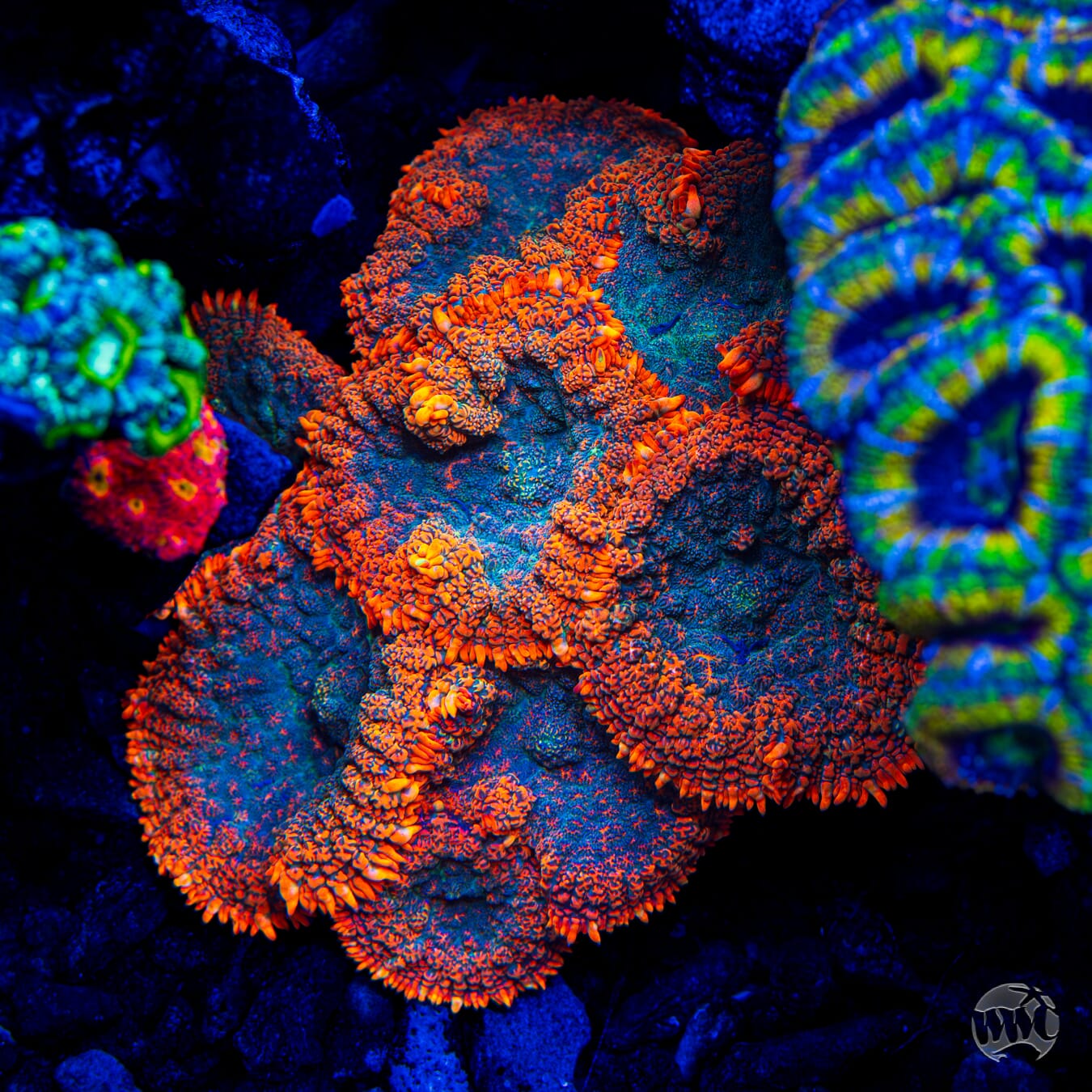 WWC Dragon Pulse Rhodactis Mushroom - Mother Colony Photo