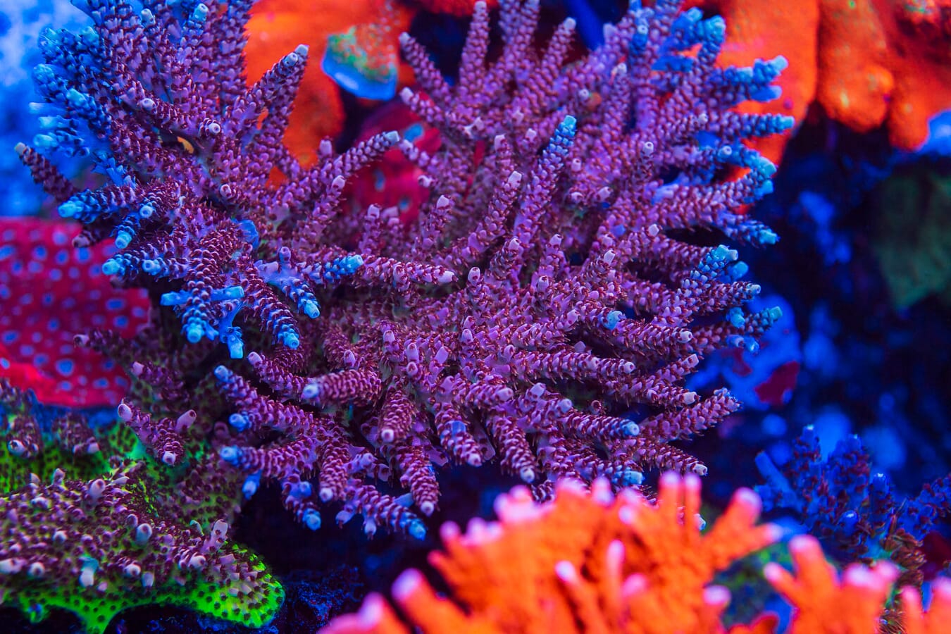 WWC Dragon Slayer Acropora - Mother Colony