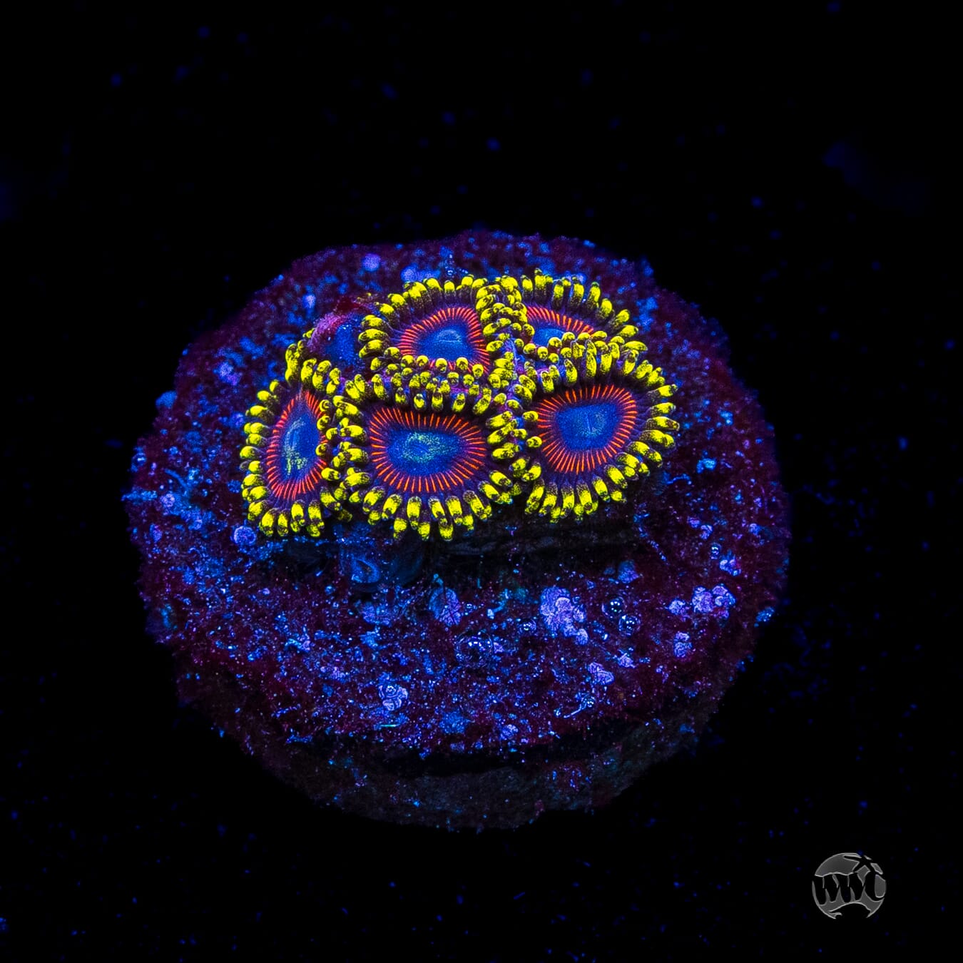 WWC Dragon Ballz Zoanthids