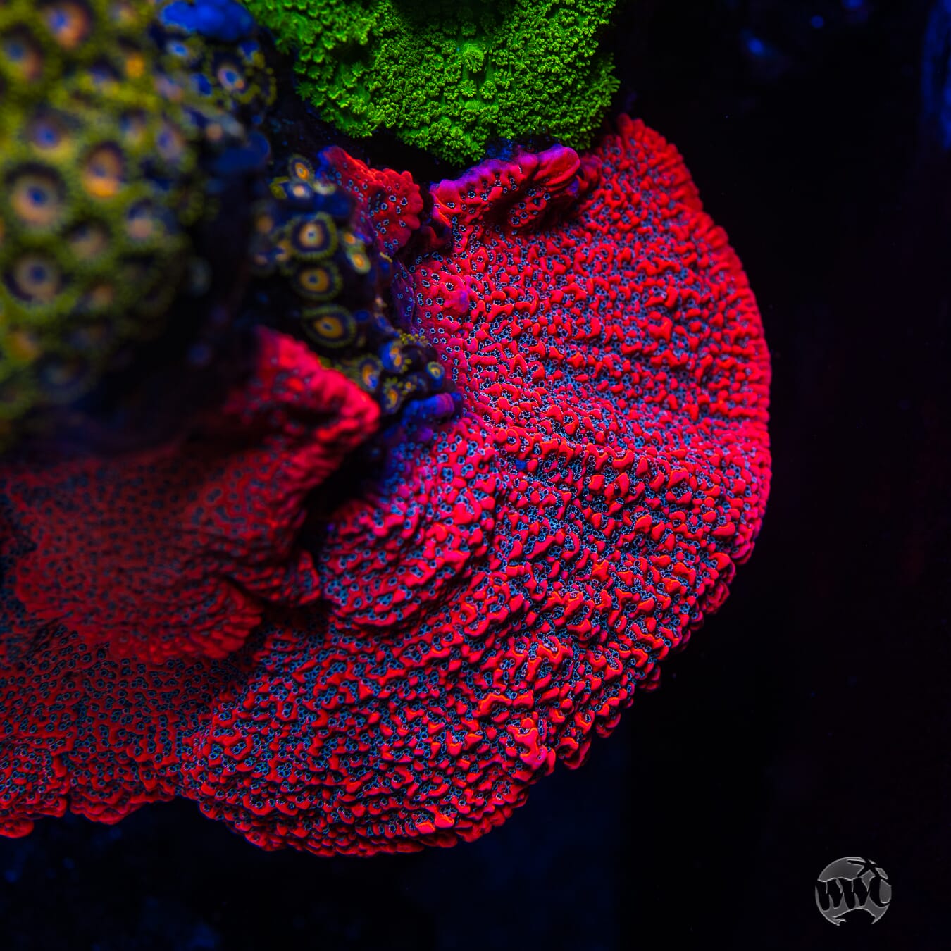 WWC Dragonfruit Montipora Coral