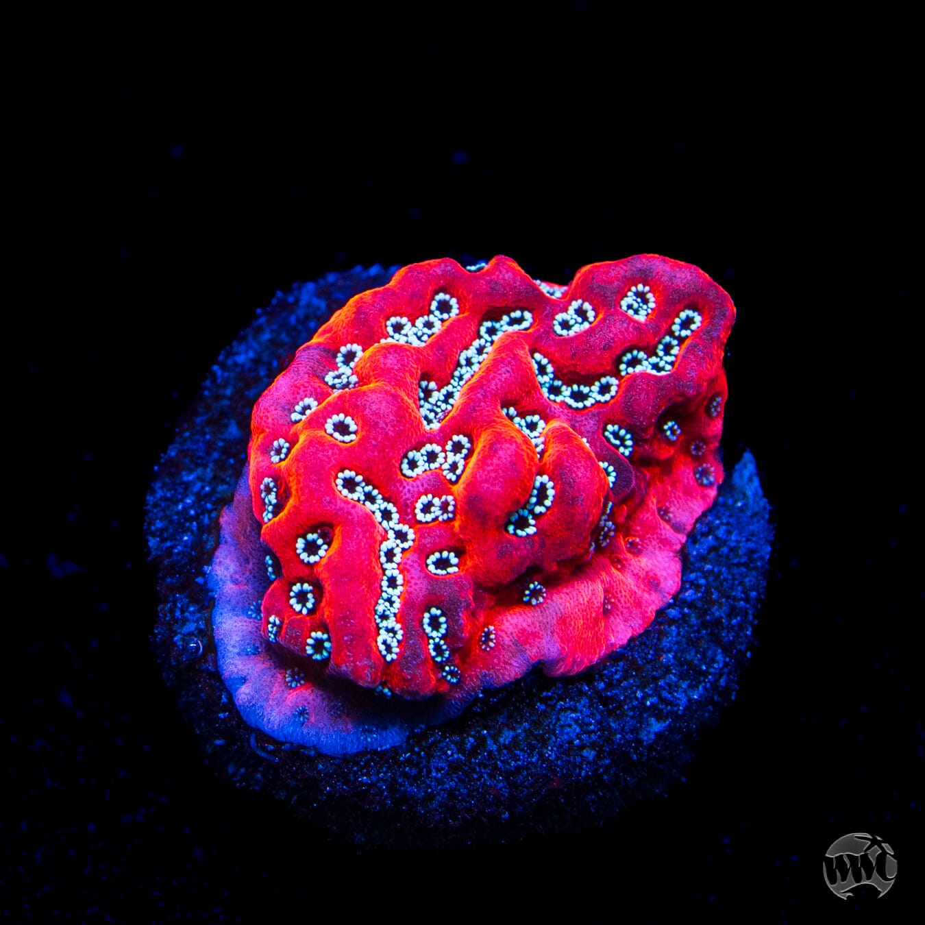 WWC Dragonfruit Montipora Coral