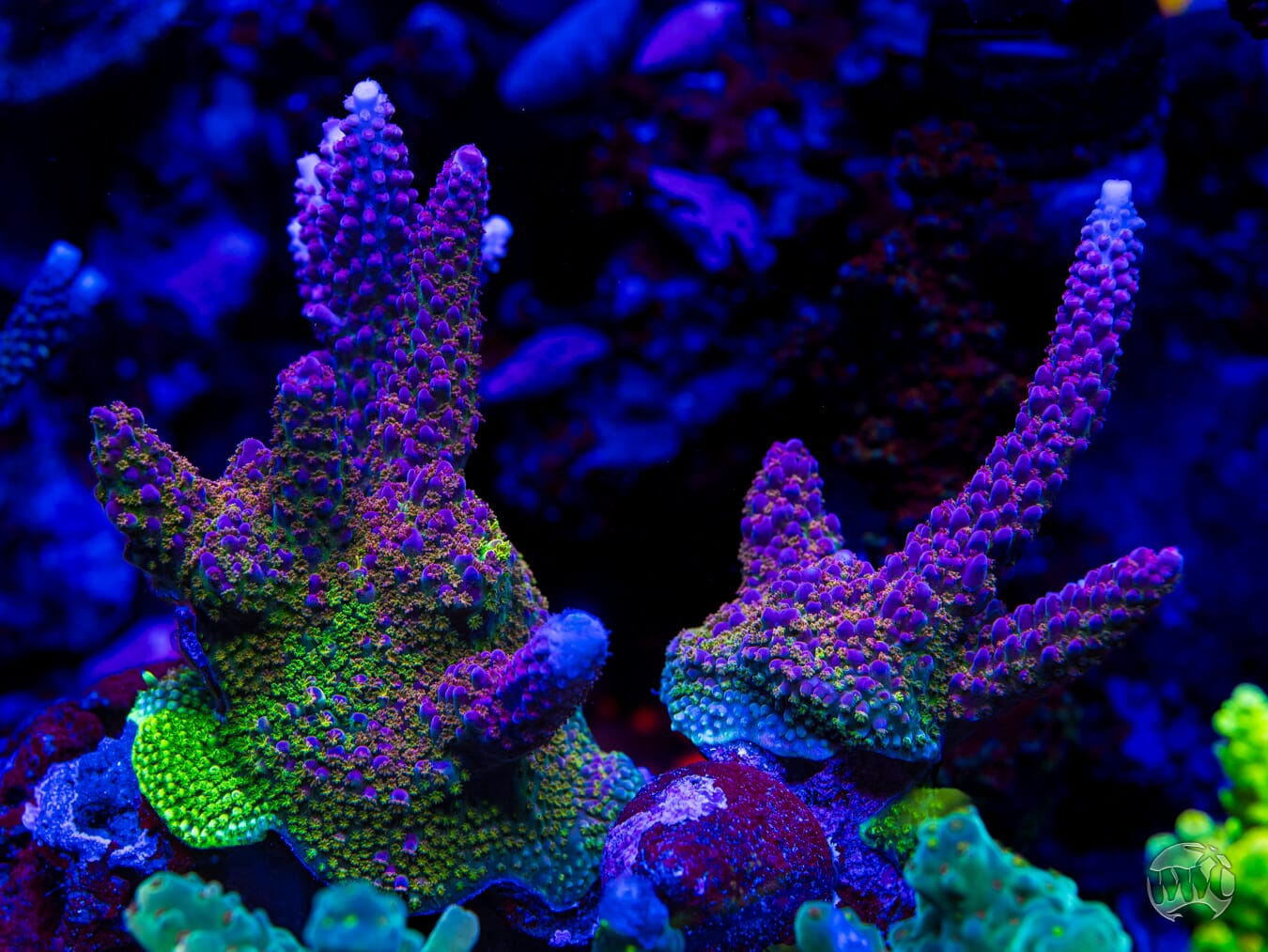 WWC Dreamweaver Acropora - Mother Colony