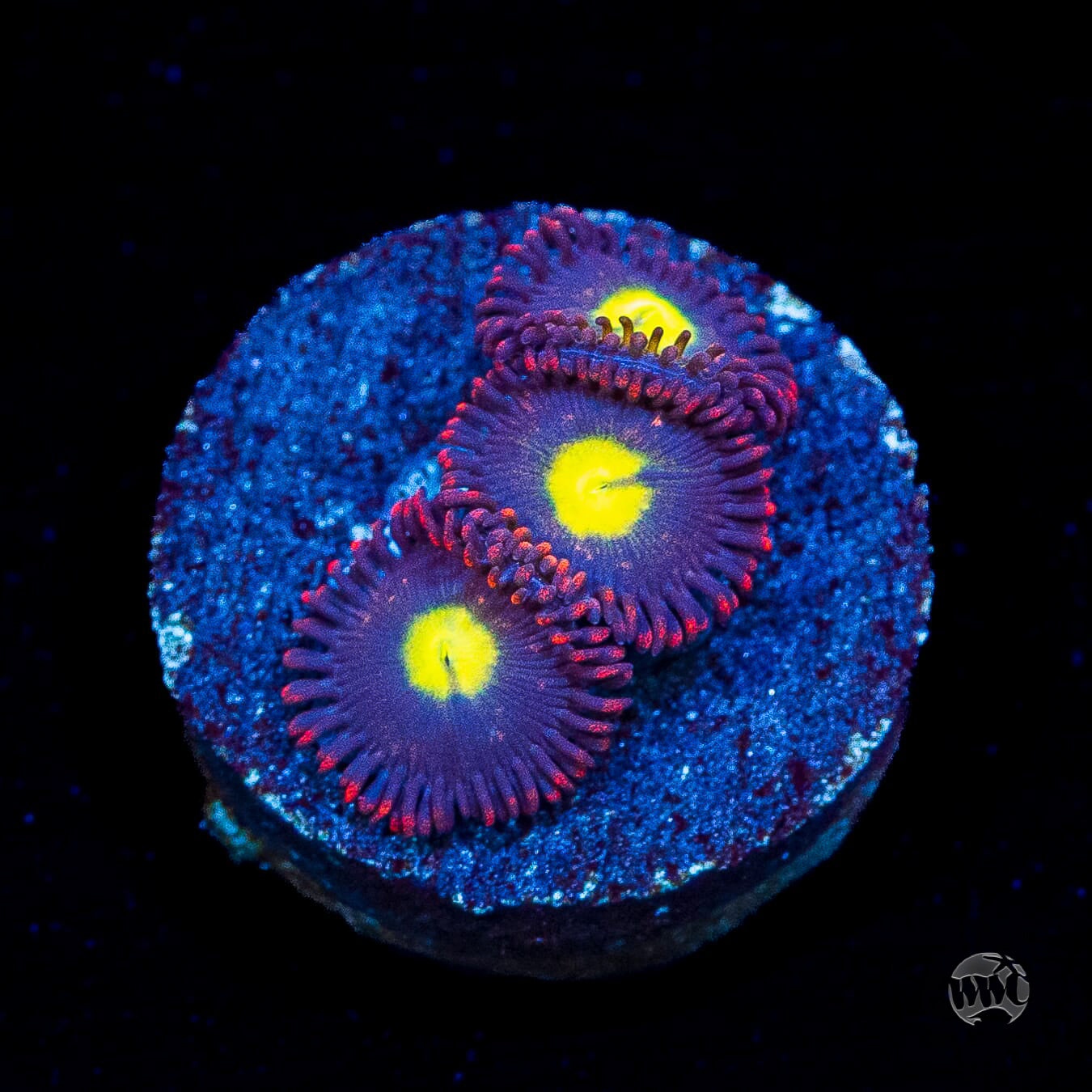 WWC Egg Yolks Zoanthids