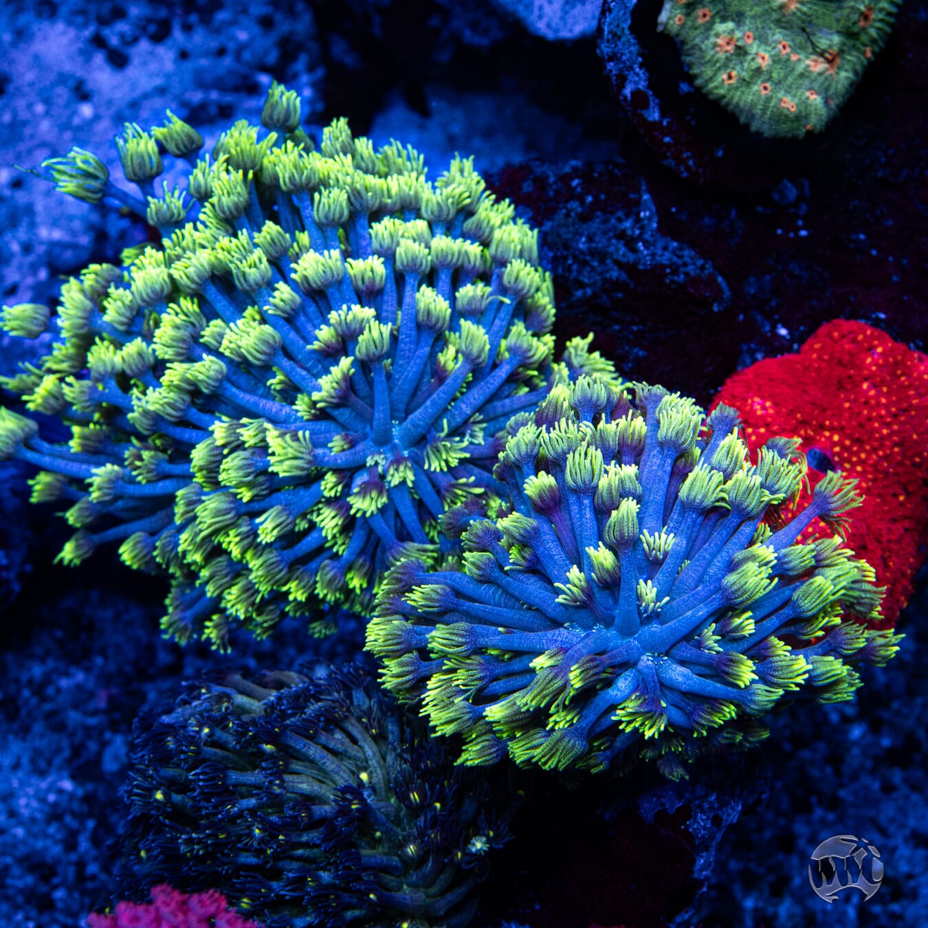 WWC Electrified Goniopora - Mother Colony Photo