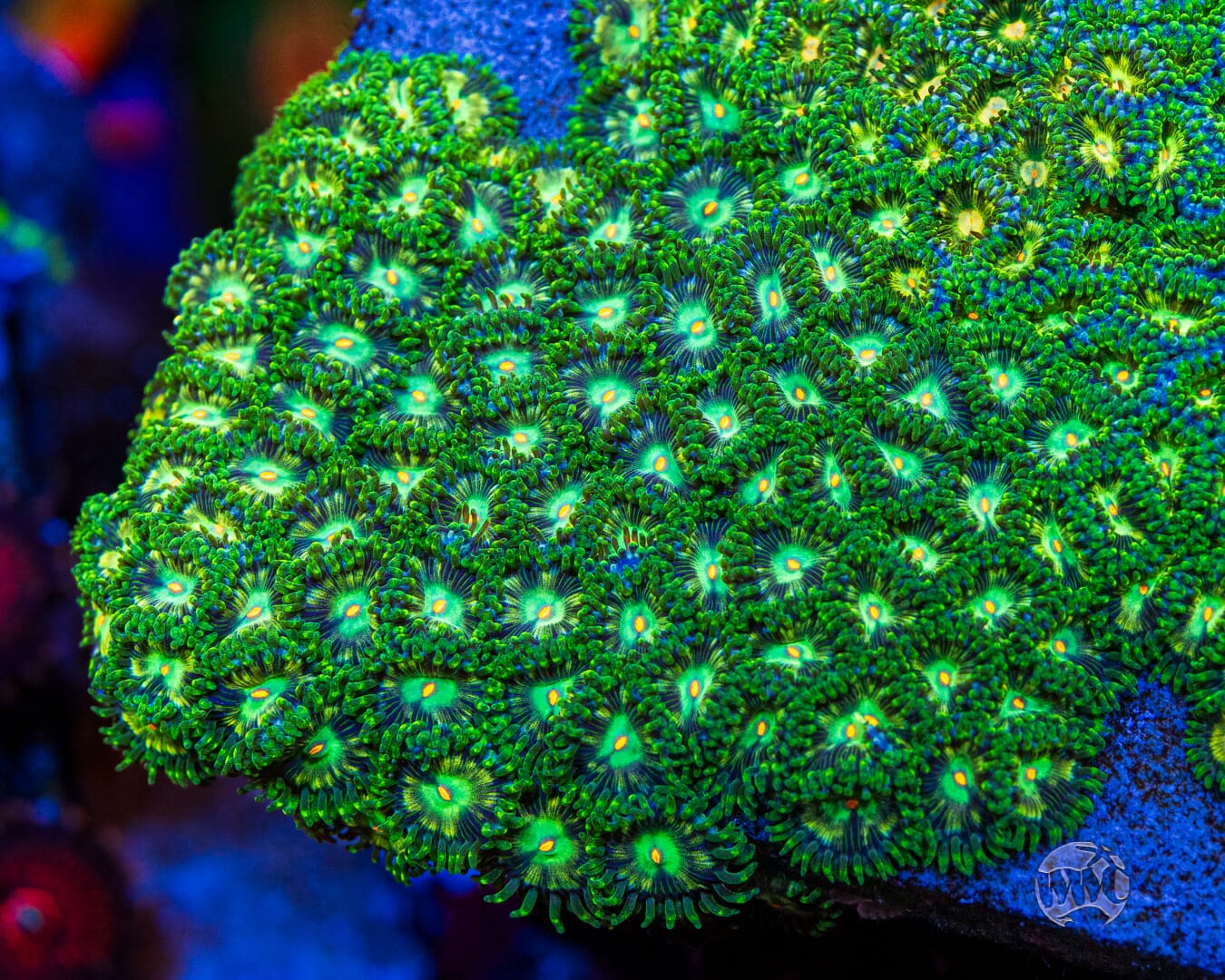 WWC Emerald Nightmare Zoanthids - Mother Colony
