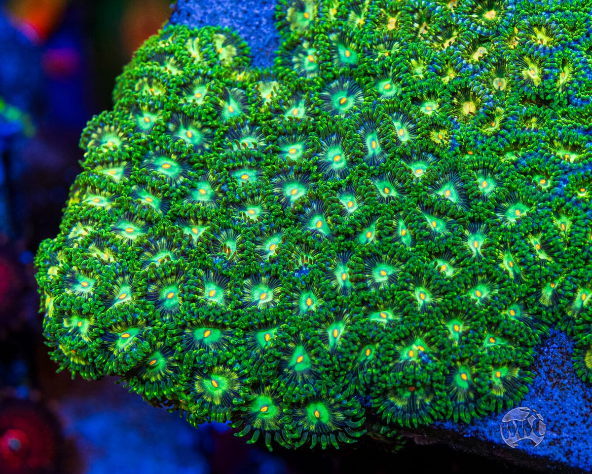 WWC Emerald Nightmare Zoanthids - Mother Colony Photo