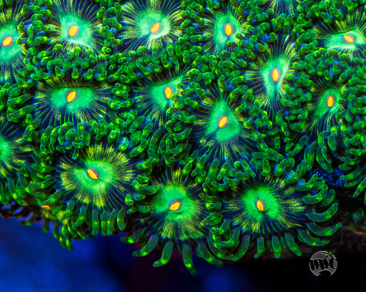 WWC Emerald Nightmare Zoanthids