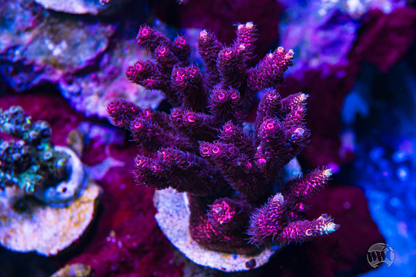 WWC Flowmaster Mille Acropora