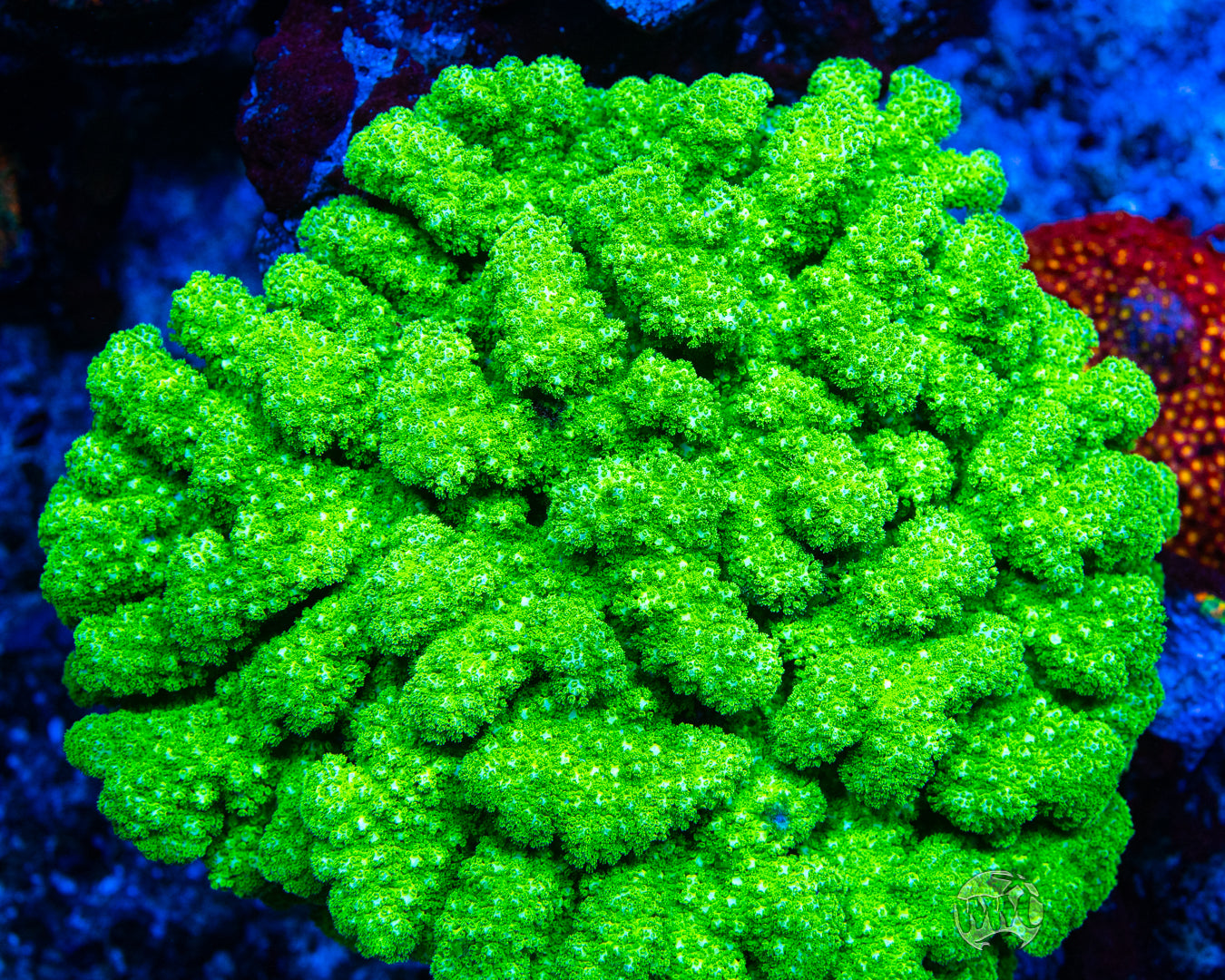 WWC Fallout Pocillopora Coral