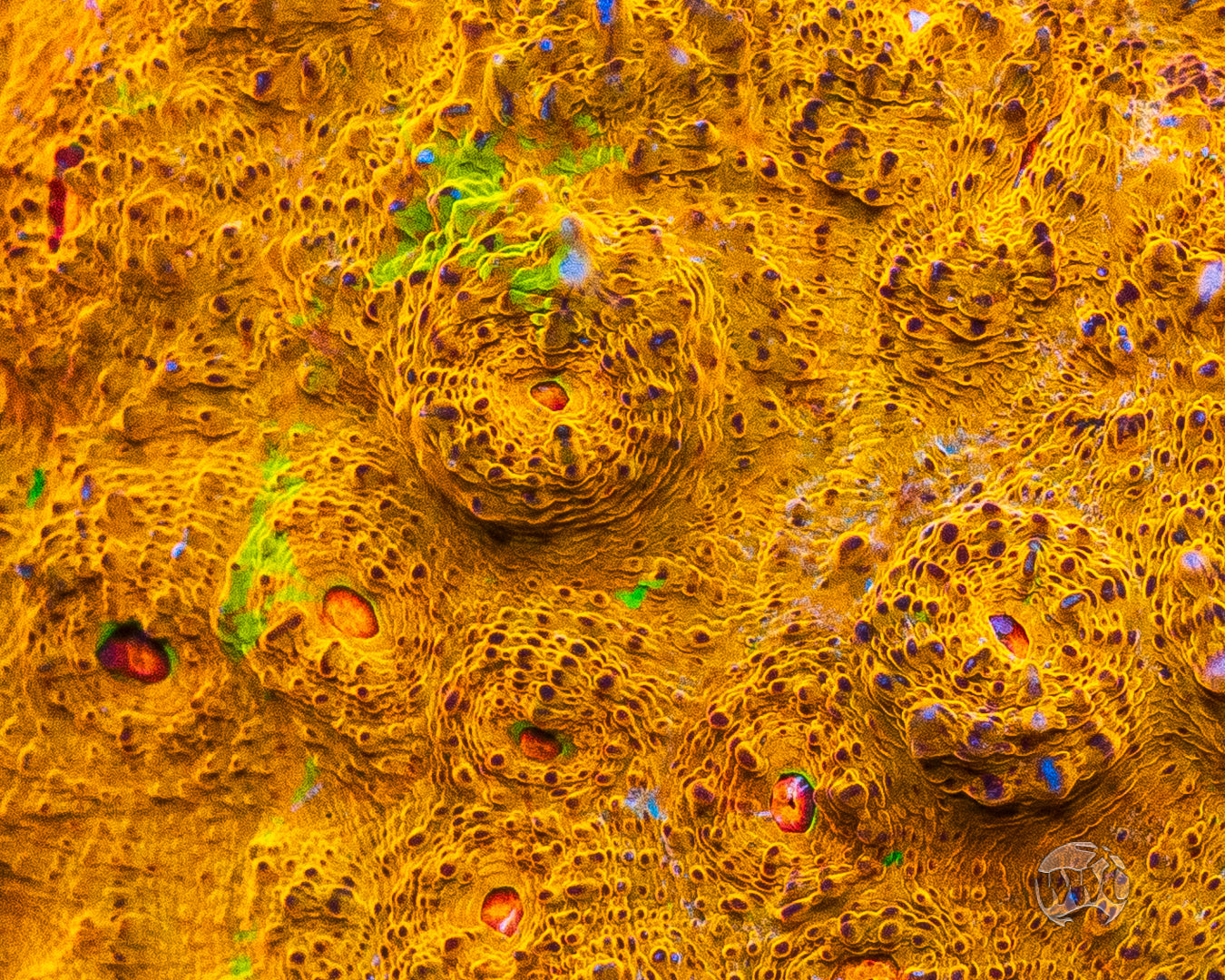 WWC Fanta Chalice Coral