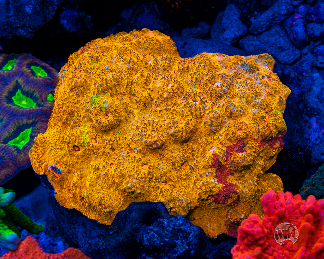 WWC Fanta Chalice Coral