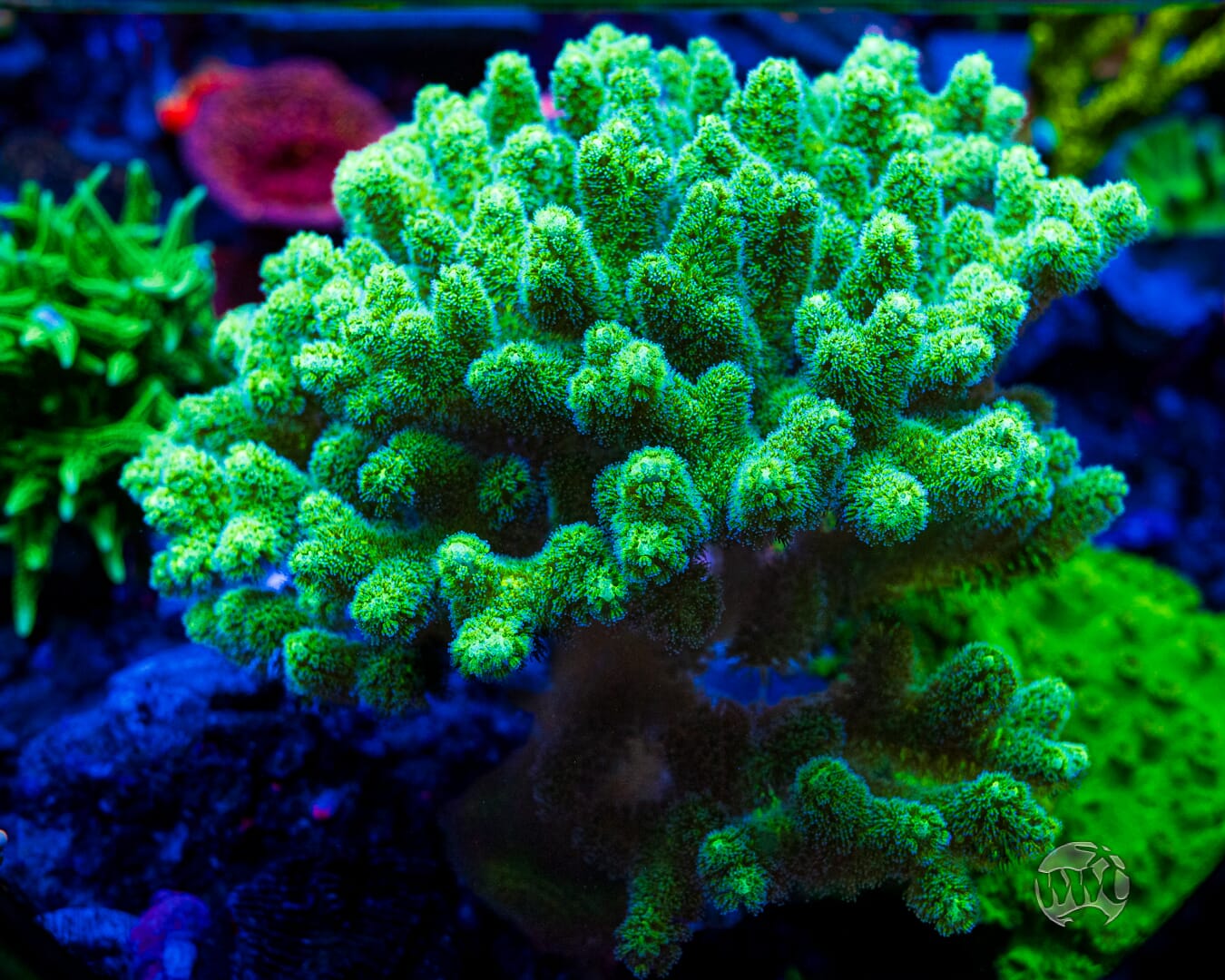 WWC Fantasy Island Birdsnest - Mother Colony