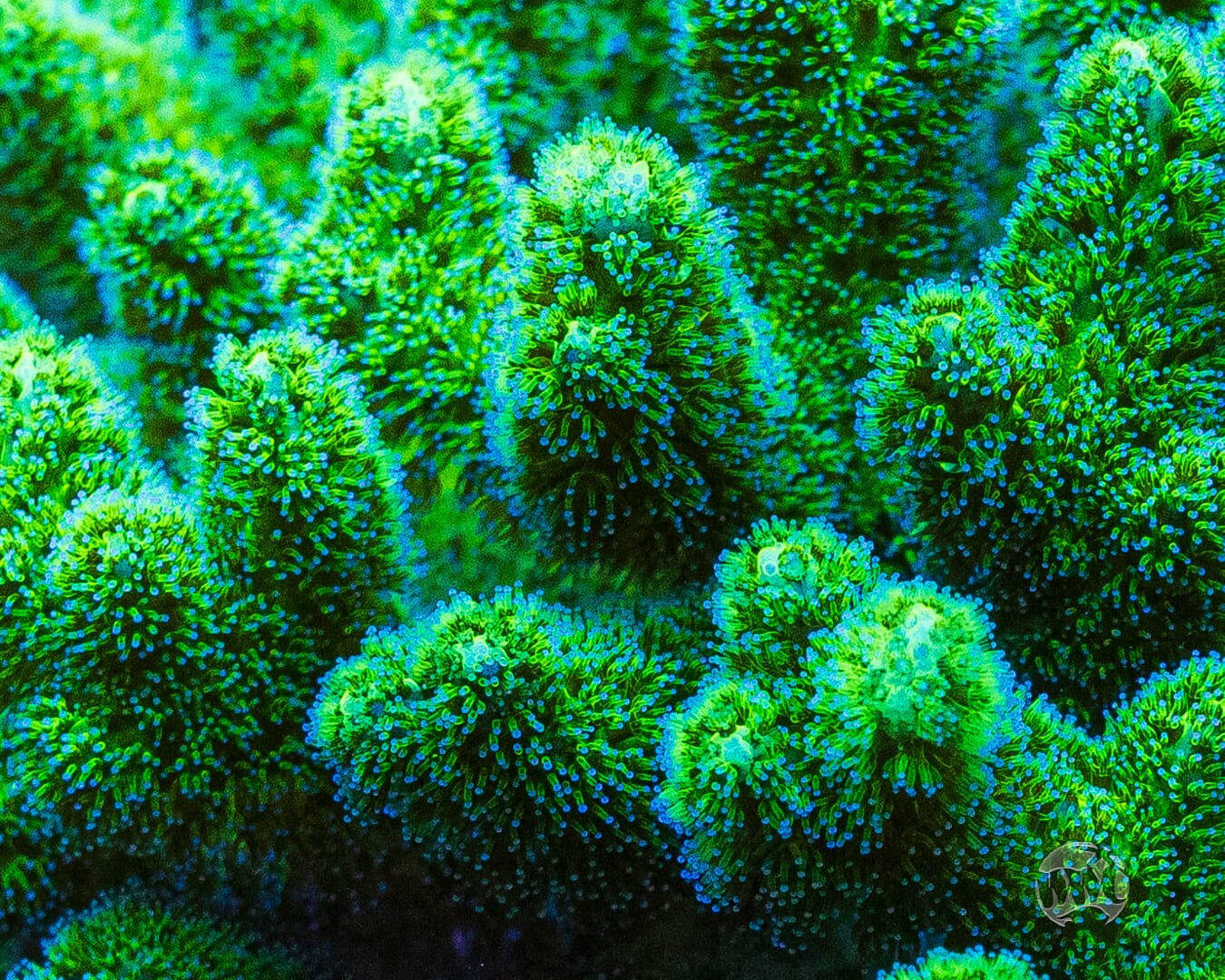 WWC Fantasy Island Birdsnest Coral