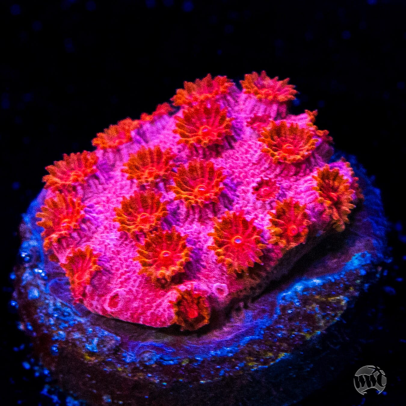 WWC Firestorm Cyphastrea Coral