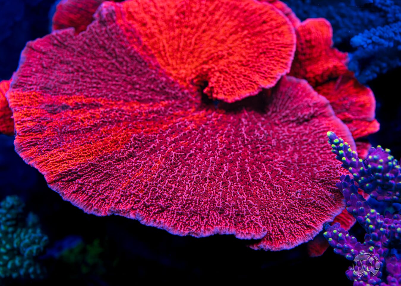 WWC Firewalker Grafted Montipora - Mother Colony