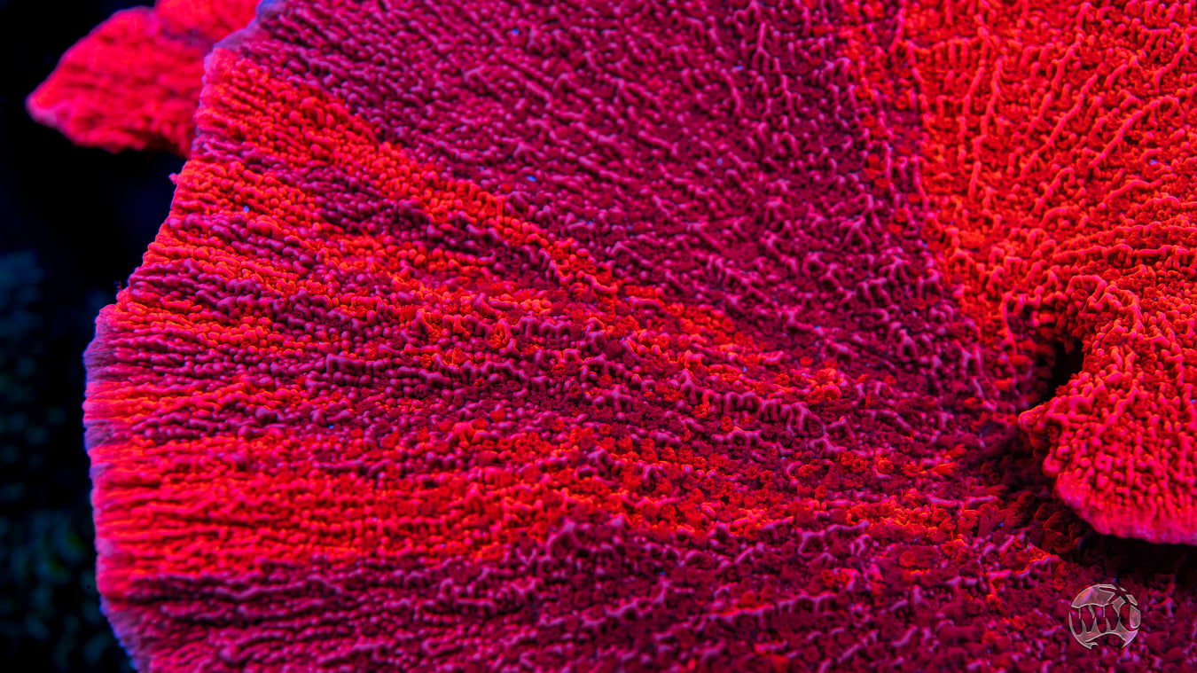 WWC Grafted Firewalker Cap Montipora