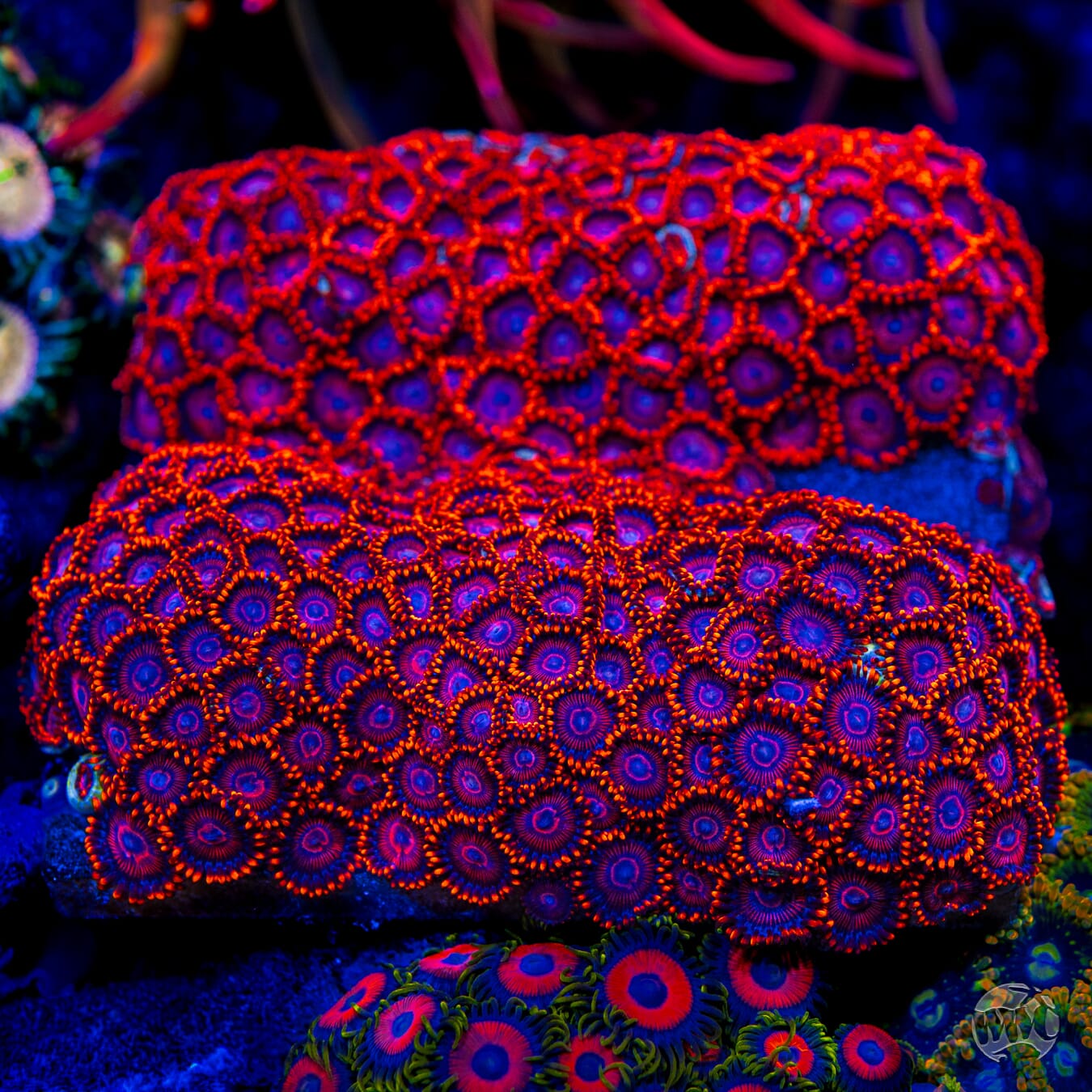 WWC Flaming Dragon Zoanthids - Mother Colony